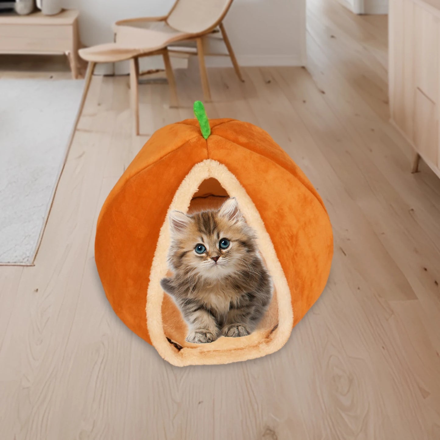 kitten pumpkin House